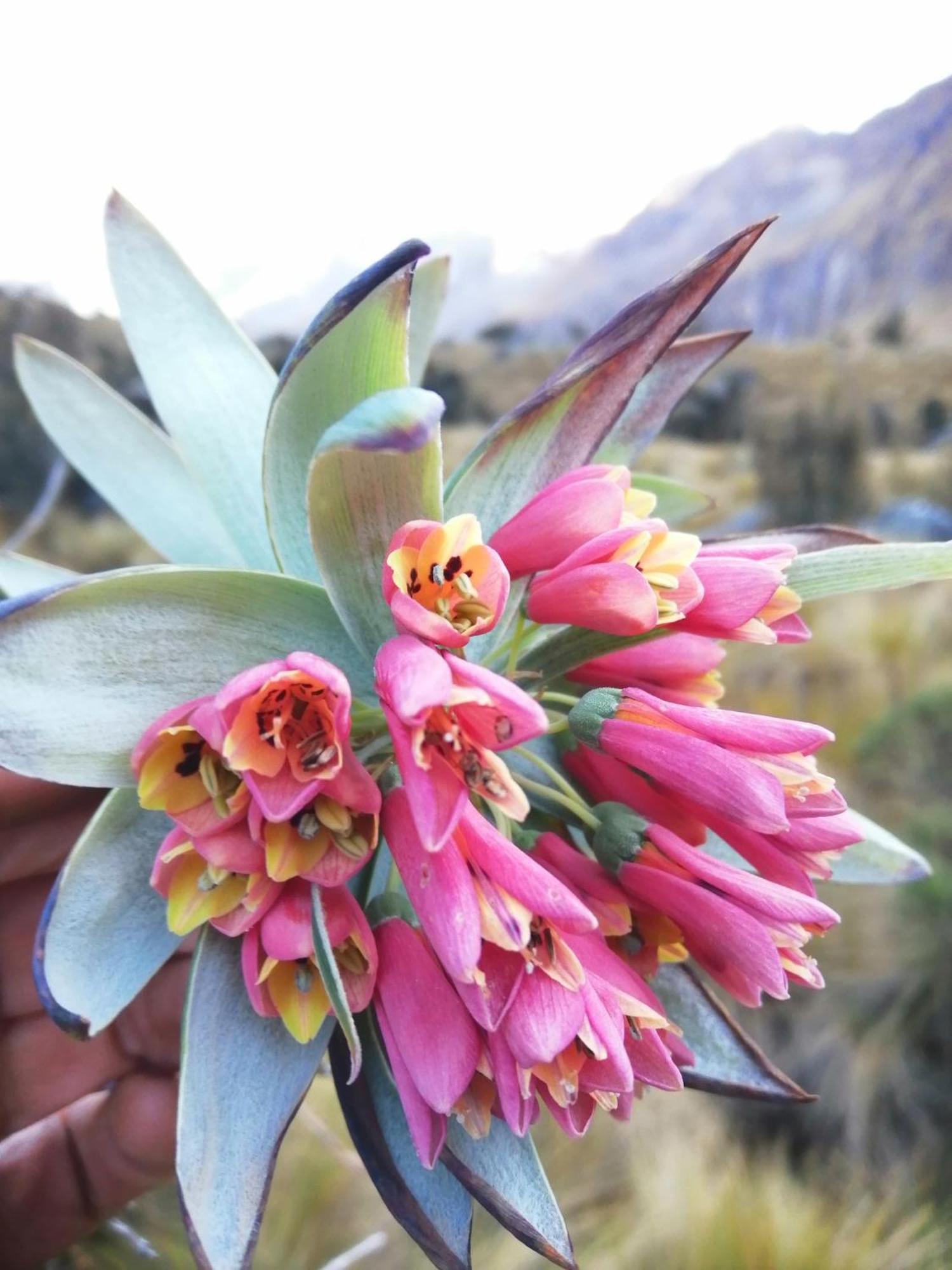 Amazing Huaraz Bed & Breakfast Luaran gambar