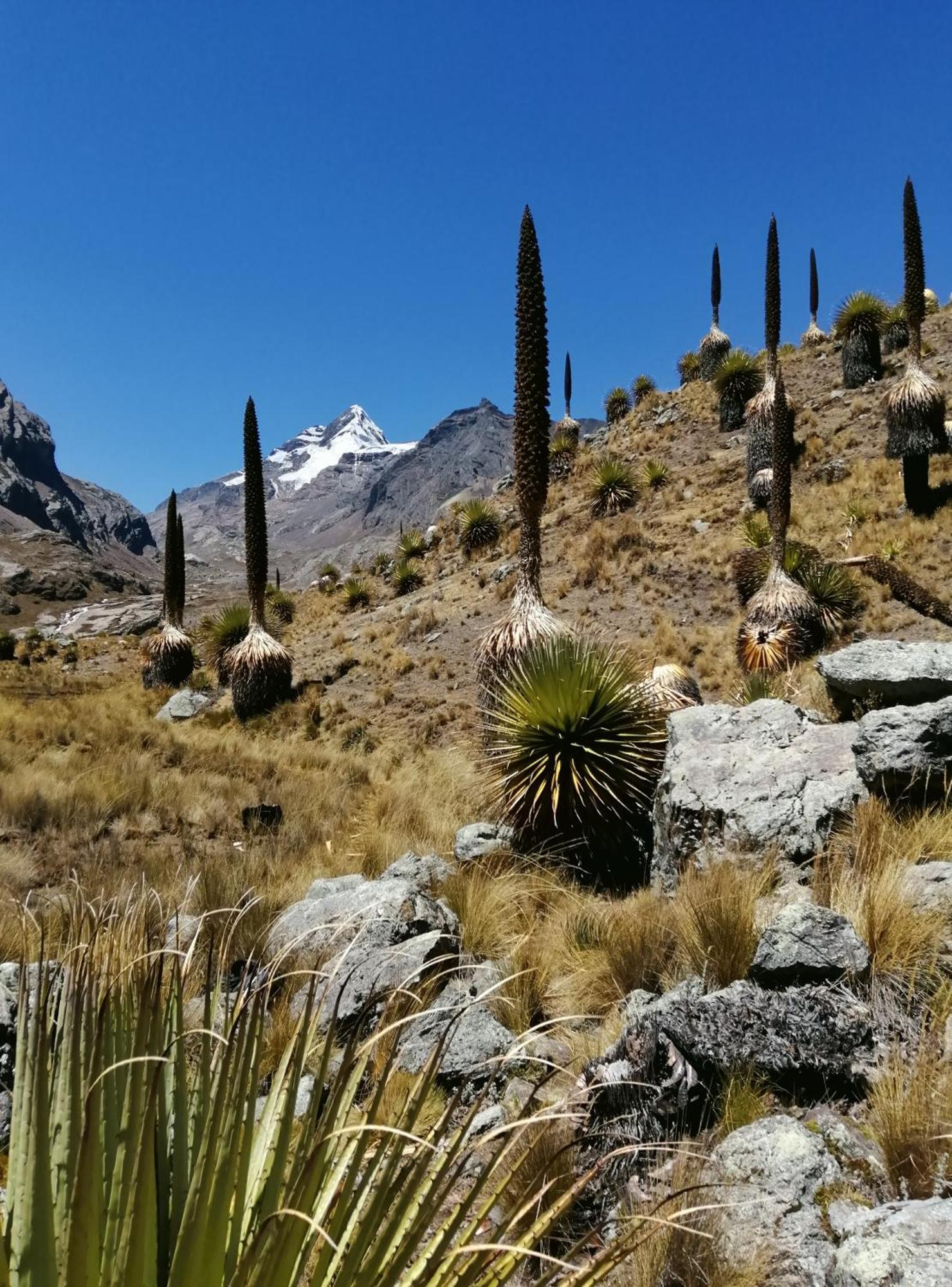 Amazing Huaraz Bed & Breakfast Luaran gambar